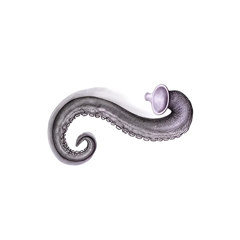 VFC Biomediæ, its tentacle