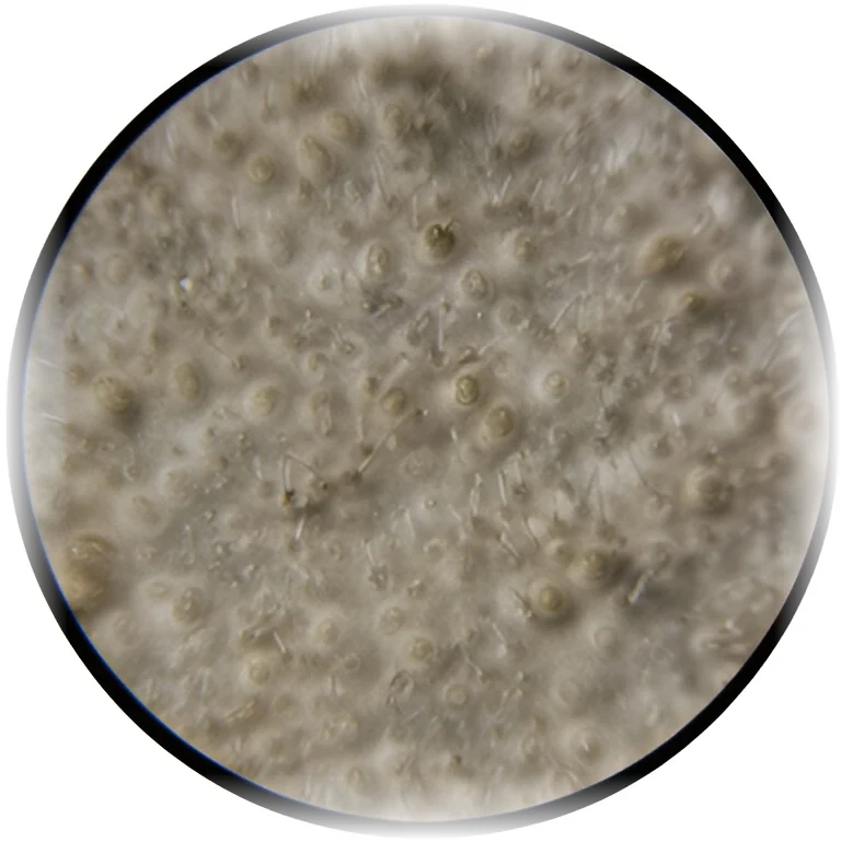 Windering, its receptor